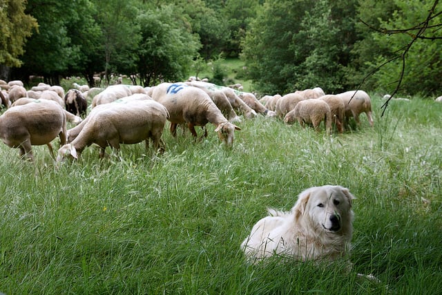 Una granja pequeña no siempre tiene un perro pequeño.