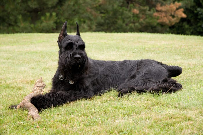 El Schnauzer Estándar es un sólido perro de trabajo y cumplirá con todas las necesidades en torno a una pequeña granja.