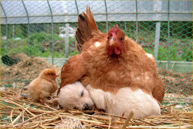 El afecto por las gallinas hace que la mayoría de los Golden Retriever sean una gran elección.