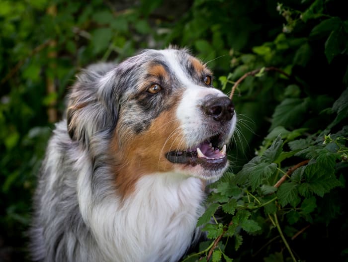 Los perros de raza están en casa en la granja.