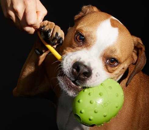 Example of Super Chewer toy.