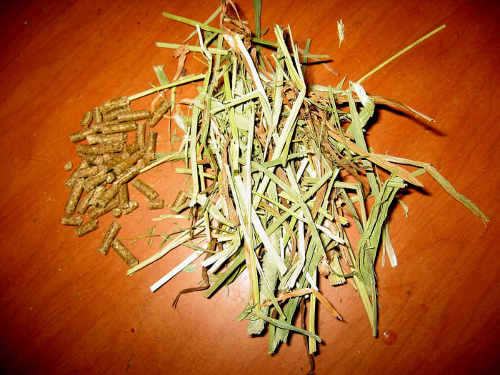 Peletes de coelho e feno de Timothy.
