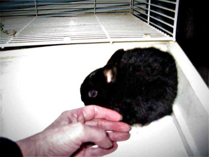 A mais recente adição à nossa família de coelhos, Elvira, com dois meses de idade.