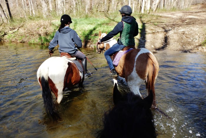These two are geldings and reliable and true totally the same every time you pull them out of the field.