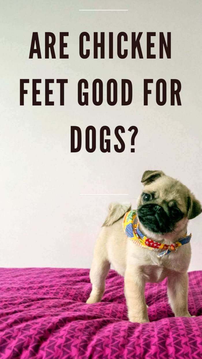 Chicken feet for dogs?
