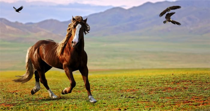 This great example of a single horse with several leg markings shows a coronet on one front leg (lifted) and a half pastern on the other. Both hind legs have socks.