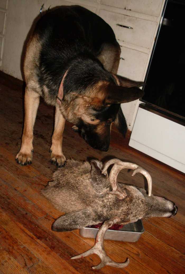 A snack to keep puppy busy until the meat is cut up. Here there is much chewing pleasure.
