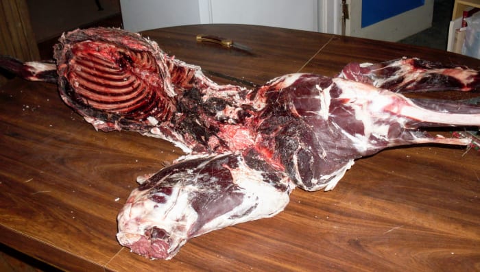Cut out the boneless section behind the ribs and back part of belly, to get it out of the way. These slices are often dry and tough...but your dog will love them! Cut ribs from rear quarters, straight behind rib cage and through spine.