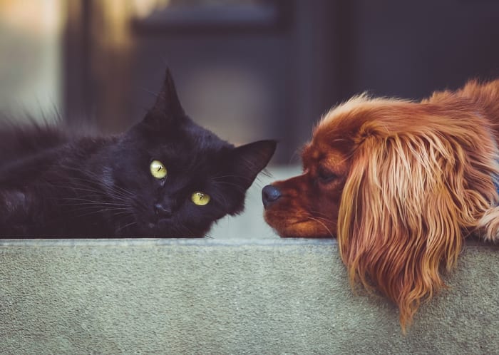både katte og hunde er vidunderlige kæledyr, men katte er meget lettere at passe på.