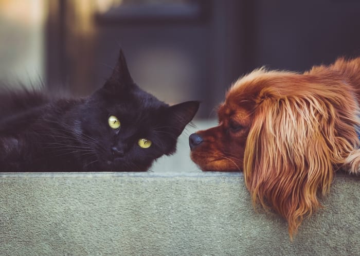 både katter och hundar är underbara husdjur, men katter är mycket lättare att ta hand om.