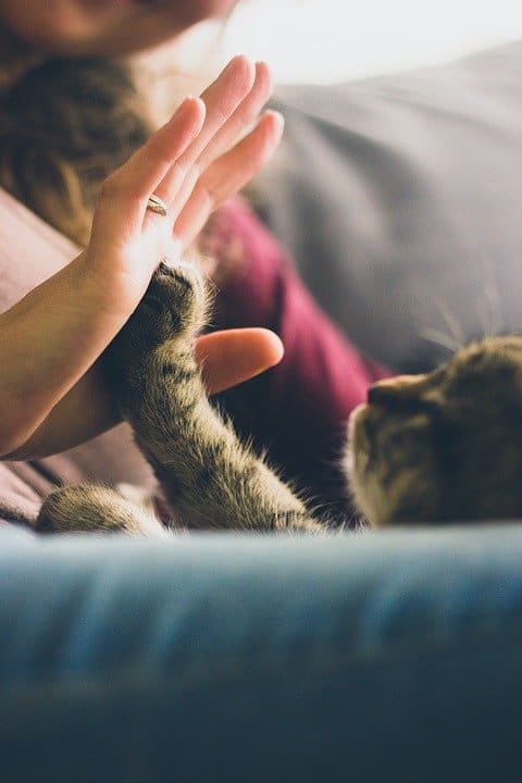 katten kunnen knuffelig en aanhankelijk zijn.