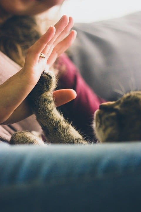 los Gatos pueden ser tierno y cariñoso.