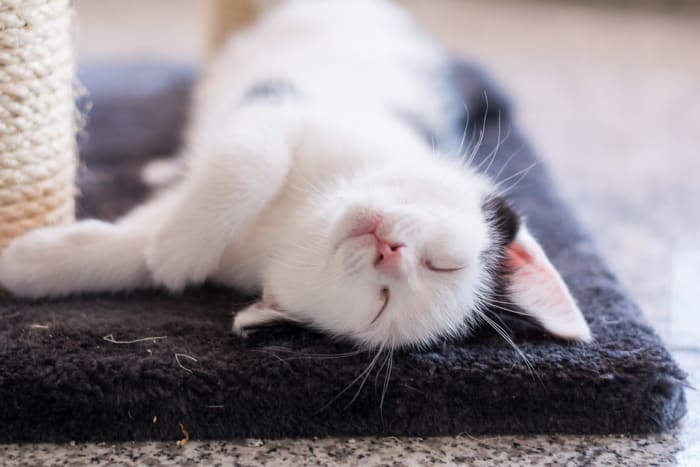 Les chats peuvent être laissés seuls toute la journée. Ils passeront probablement la plupart du temps que vous êtes au travail à dormir.'re at work sleeping.