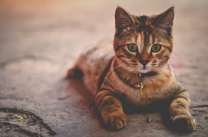 Los gatos son más felices cuando están en el interior.