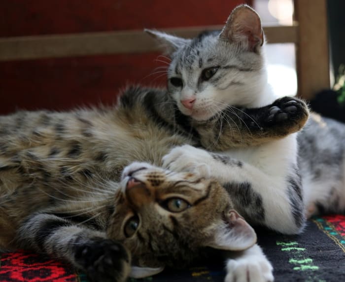 Få to katter slik at de kan holde hverandre med selskap mens du er borte.'re away.