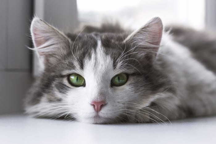 Les chatons apprennent à utiliser une litière par leur maman chat.