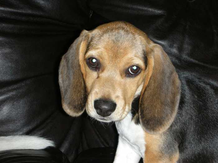 how-to-potty-train-a-beagle-puppy