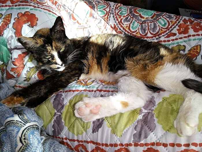This girl has a fair amount of white in her, so she's more of a calico cat, but her coloring is mainly like a tortoiseshell.