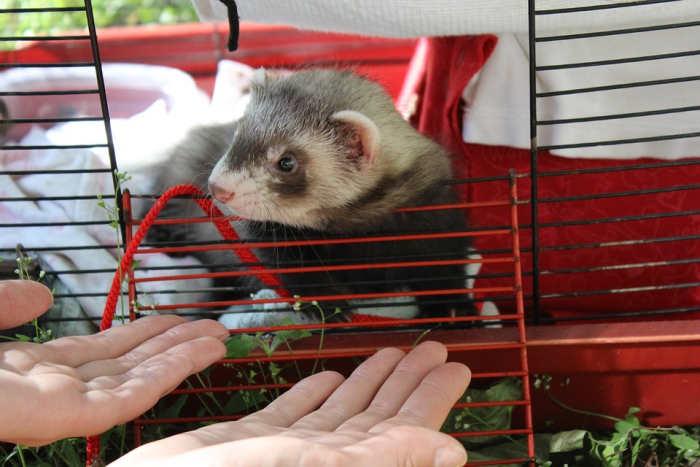 A ferret cannot be left alone for most of the day. They do best with companionship, from both other ferrets and people.