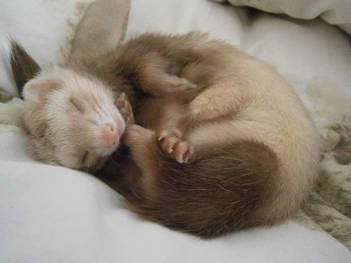 Ferrets are naturally active, but some can get extremely lazy. The owner needs to make sure that they don't sleep too much and get overweight.