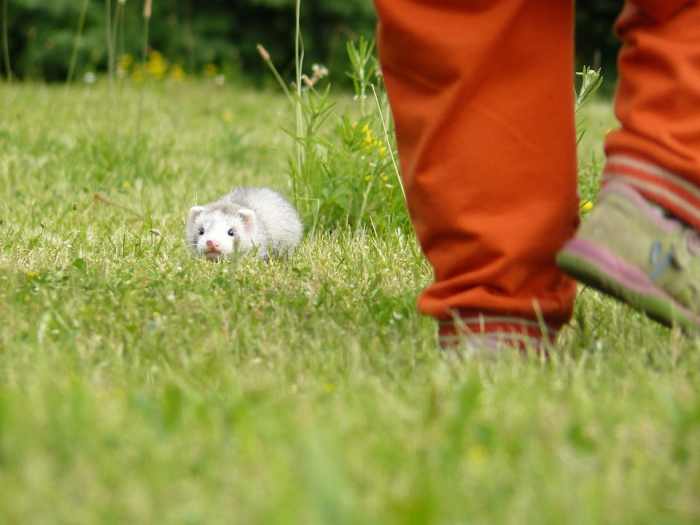 As with any other pet and young children, supervision and education can provide a good experience for both.