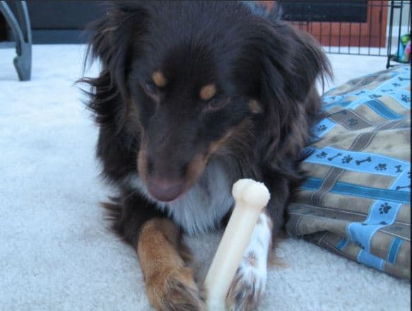 This dog is freezing. Notice the lowered head and bone kept between the paws. The eyes are are hard unlike the soft gaze of a relaxed dog.