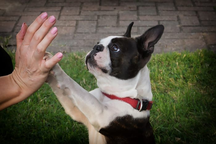 Boston Terriers Make Wonderful Companions
