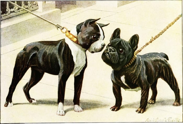 The above depiction shows the difference in appearance between a Boston Terrier and a French Bulldog. Both short-nosed breeds are easily mistaken for each other.
