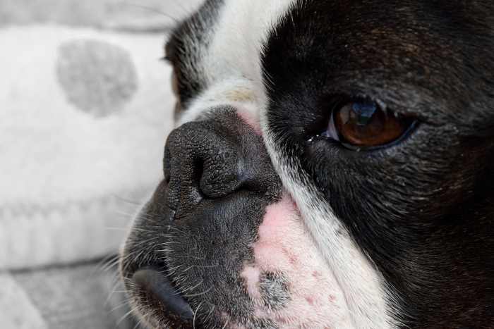 The Expressive Seal-Like Eyes of the Boston Terrier