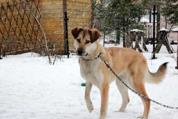 Make sure your large pet has plenty of room to run and play as well as adequate shelter.