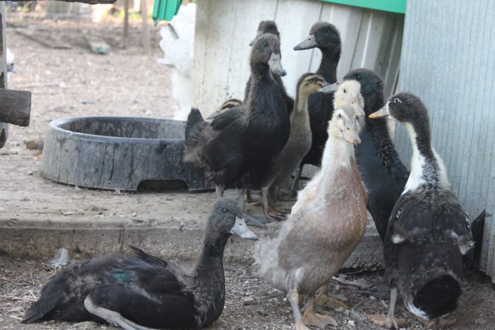 Ducks grow faster than chickens, and so will not need supplemental heat for as long.