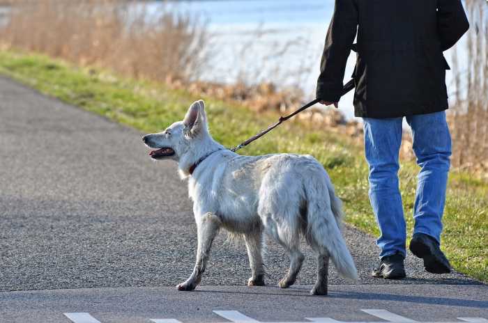 Walking Dog