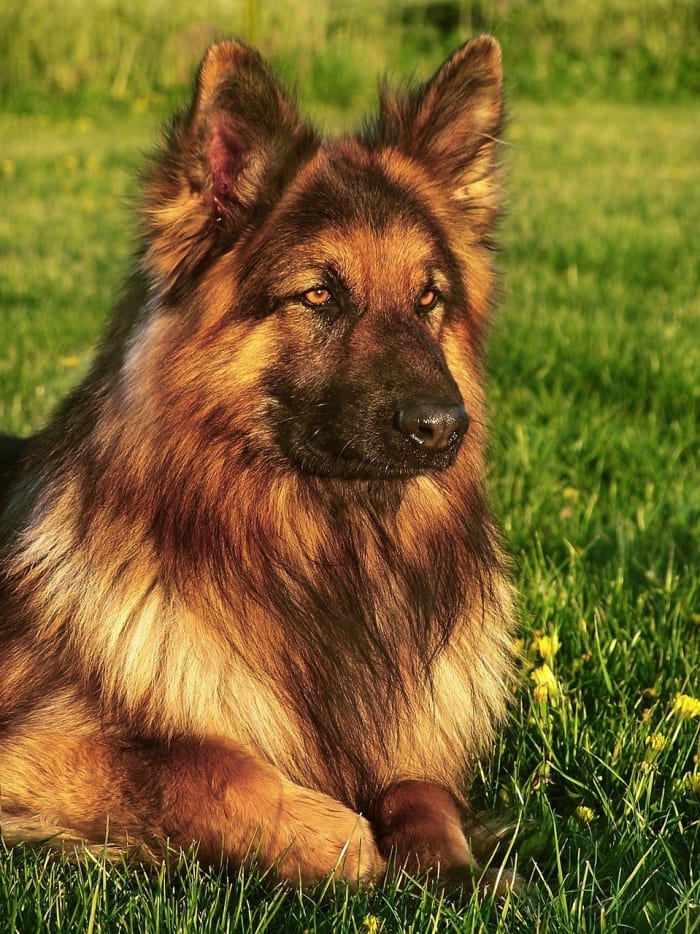 LongCoat German Shepherd Dogs PetHelpful By fellow animal lovers