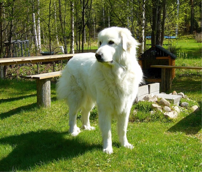 At a distance he could be mistaken for a Golden Retriever, but it is the size of this dog and his double dewclaws that make him stand out.