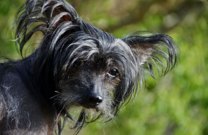 The Chinese Crested is the sort of dog people either admire or detest because of its lack of a fur coat.