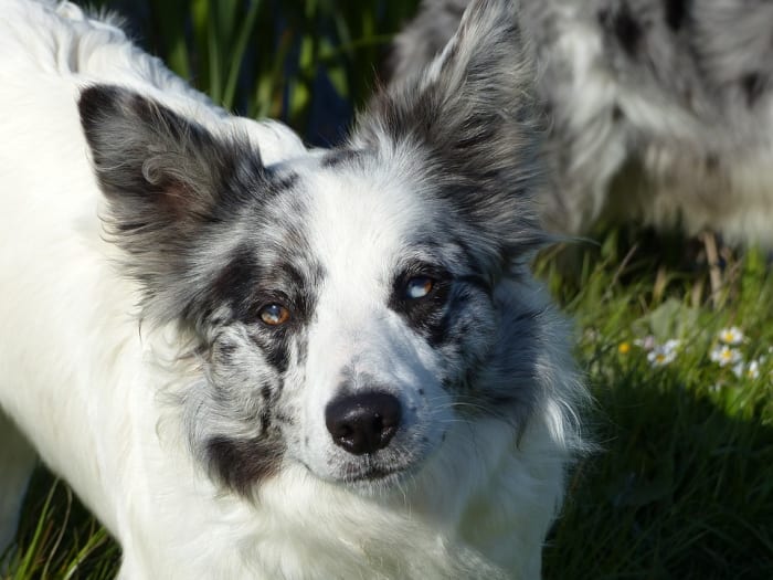 This is what a double-merle collie might look like. The body is all white, while the colour areas of the head display the merle pattern.