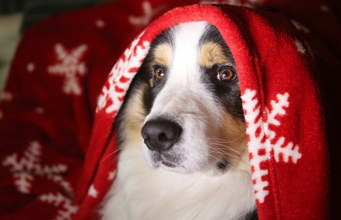 This cozy chap is a good example of a tricolour collie. Note the identical way in which the tan markings appear on the left and right side.