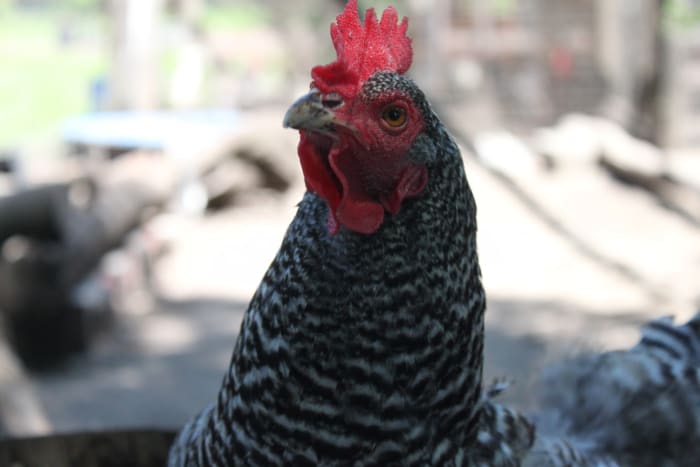 Fermenting feed can improve its nutritional value and imbue it with probiotics