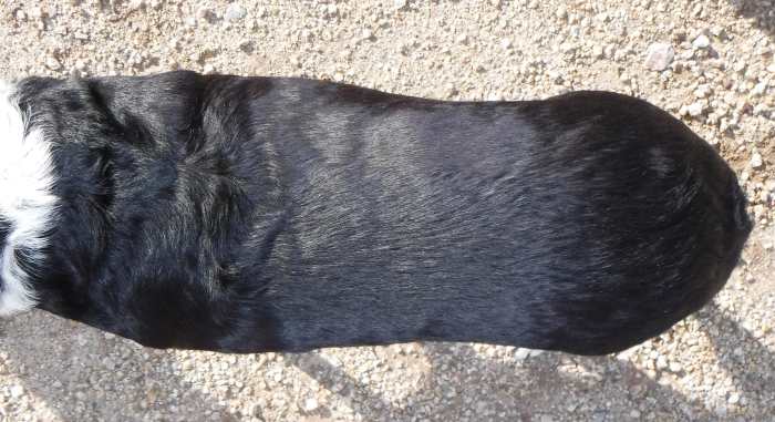 Molly's head is to the left. She has a waist, but it is disappearing, and compared to Earl's is not well defined. Each of her ribs can be felt, but not without firm pressure.