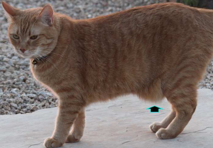 Froggy is carrying a moderate amount of fat in her fat pad shown by the black arrow. She does not have a defined waist, and has an outward curvature of her sides. Her ribs can be felt, but with increased pressure.