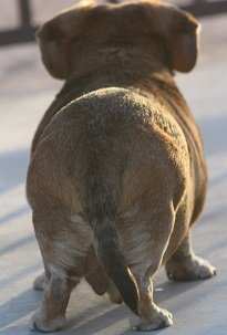 Roody can be affectionately called "Muffin Top" due to the "muffin" shape of his rear end putting him in the obese category.