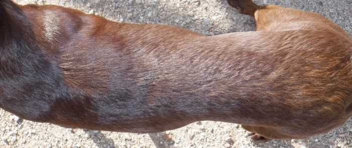 Ethan's head is to the left. His waist is more defined than Earl's, making him underweight; however, his ribs are not visible, and this weight is healthier and more desirable than to be overweight.