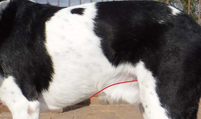 Earl's head is to the left. The red line shows the angle of his abdominal tuck which is normal. He has a normal waist, and each of his ribs can be felt easily, but are not visible.