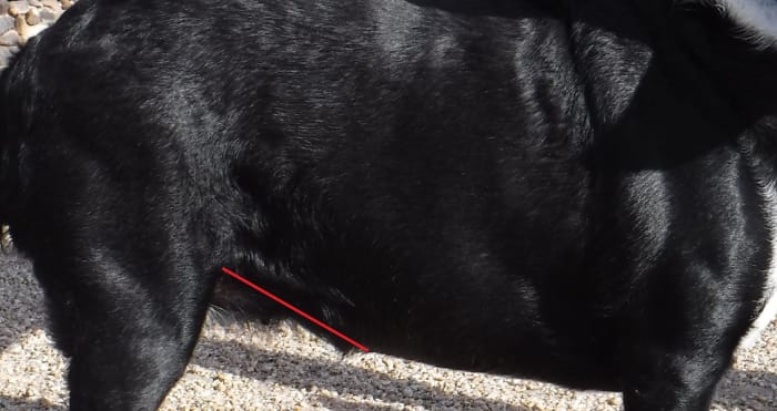 Molly's head is to the right. The red line indicates the angle of her abdominal tuck which she has little of. Her waist is minimal, and each of her ribs can be felt, but not without firm pressure.