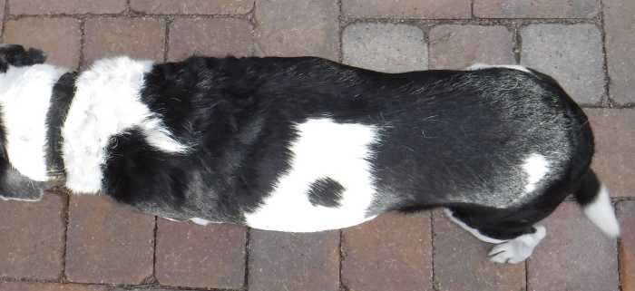 Earl's head is to the left. He has a waist behind his ribcage in his lumbar area, and each of his ribs can be easily felt but not seen.