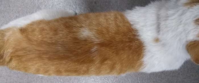 Carlton's head is to the right. His fat pad is minimal and he has no outward curvature of his sides. Each of his ribs can be felt easily but is not visible.