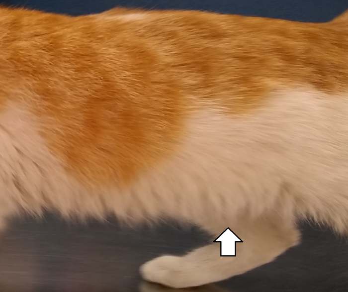 Carlton's head is to the left. His fat pad is minimal as shown by the white arrow. He has no outward curvature of his sides, and each of his ribs can be felt easily, but are not visible.