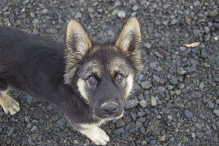 german-shepherds-and-ticks
