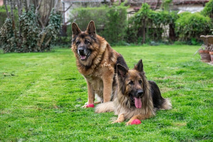 german-shepherds-and-ticks