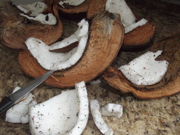 The coconut meat must be removed from the husk before shredding.